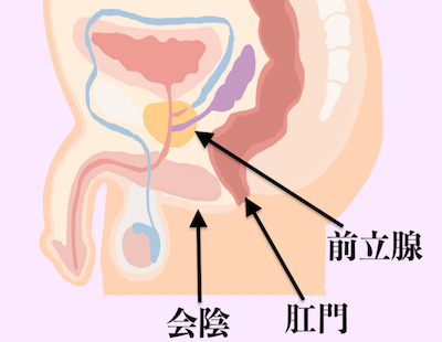 会陰と前立腺の位置関係
